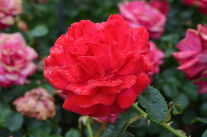 Easy Elegance® Super Hero - Rosa (Rose) from E.C. Brown's Nursery Easy Elegance® Super Hero - Rosa (Rose) from E.C. Brown's Nursery