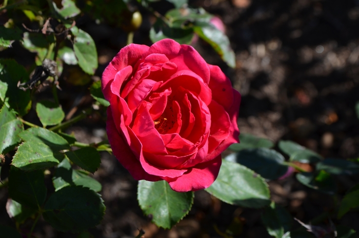 Easy Elegance® My Girl - Rosa 'BAIgirl' PP19,952 (Shrub Rose) from E.C. Brown's Nursery Easy Elegance® My Girl - Rosa 'BAIgirl' PP19,952 (Shrub Rose) from E.C. Brown's Nursery