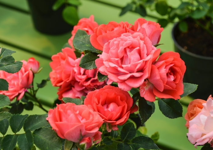 Coral Drift® - Rosa 'Meidrifora' PP19148, CPBR 4871 from E.C. Brown's Nursery Coral Drift® - Rosa 'Meidrifora' PP19148, CPBR 4871 from E.C. Brown's Nursery