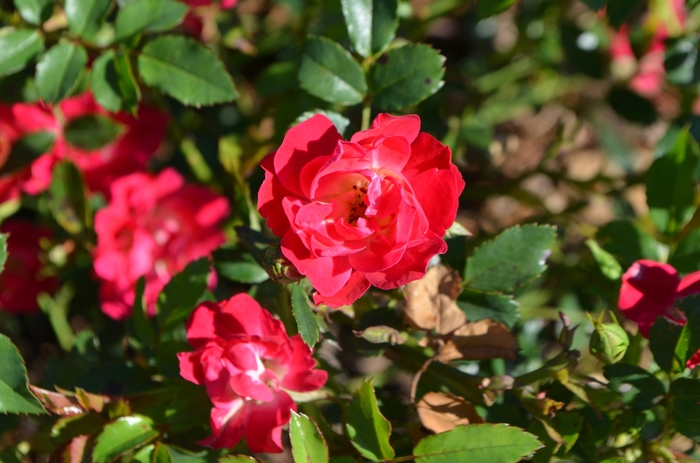 Red Drift® Rose - Rosa 'Meigalpio' PP17877 from E.C. Brown's Nursery
