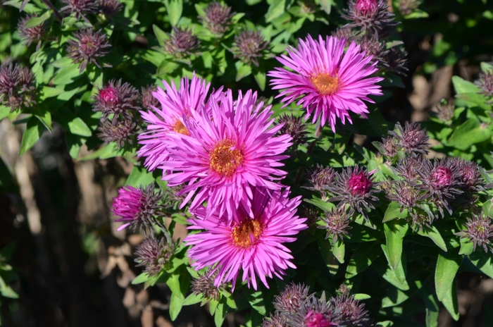 New England Aster - Aster novae-angliae 'Vibrant Dome' from E.C. Brown's Nursery