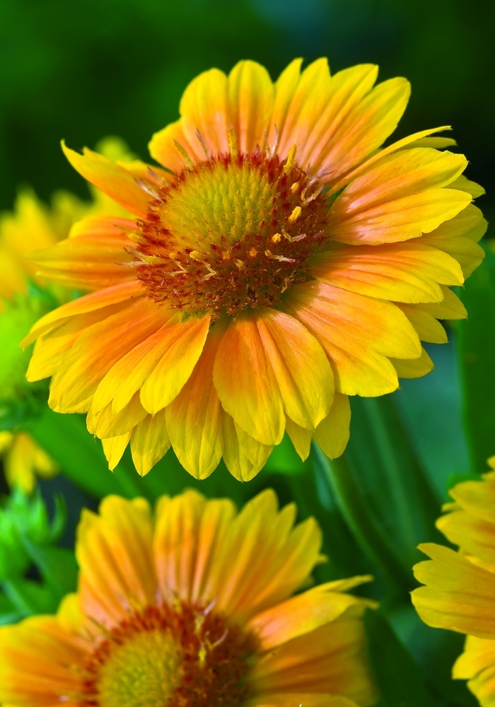 Ernst Benary of America, Inc. - Gaillardia x 'Arizona Apricot' from E.C. Brown's Nursery