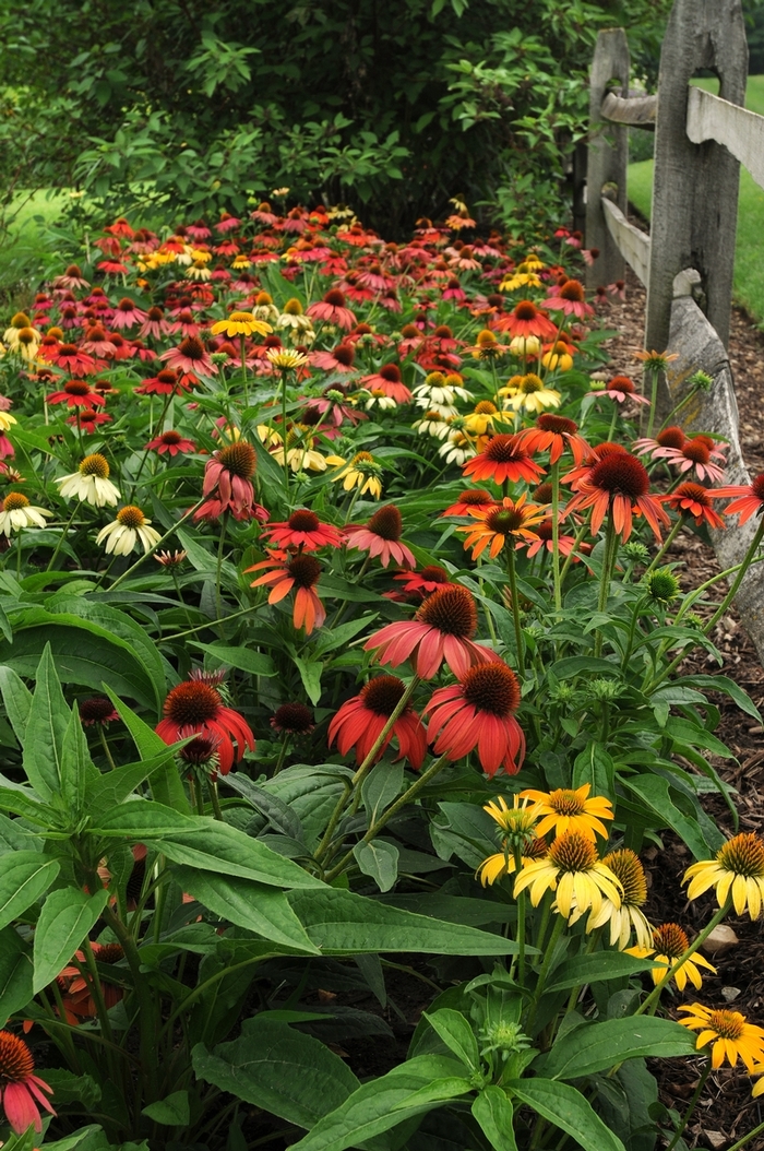 Coneflower - Echinacea hybrida 'Cheyenne Spirit' from E.C. Brown's Nursery