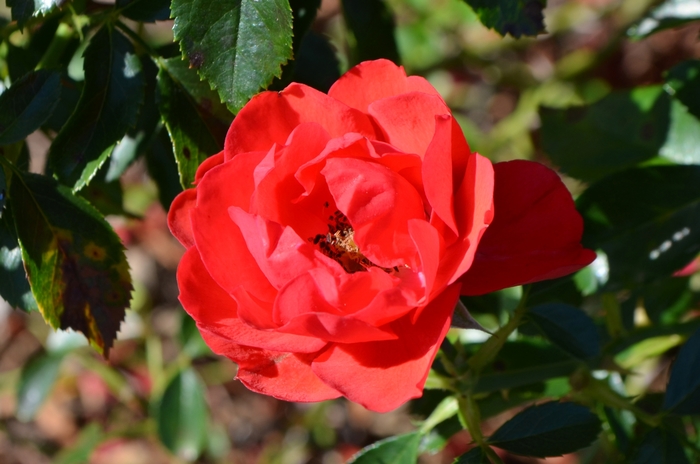 Flower Carpet® Scarlet - Rosa x 'NOA83100B' from E.C. Brown's Nursery