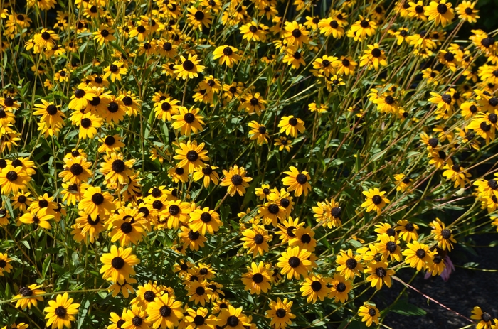 Black-eyed Susan - Rudbeckia fulgida var. fulgida from E.C. Brown's Nursery