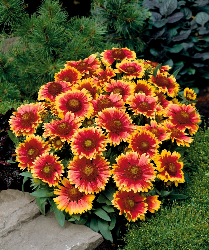 Arizona Sun Blanket Flower - Gaillardia 'Arizona Sun' (Blanket Flower) from E.C. Brown's Nursery