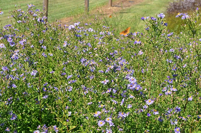 Bluebird Aster - Aster laevis 'Bluebird' from E.C. Brown's Nursery Bluebird Aster - Aster laevis 'Bluebird' from E.C. Brown's Nursery