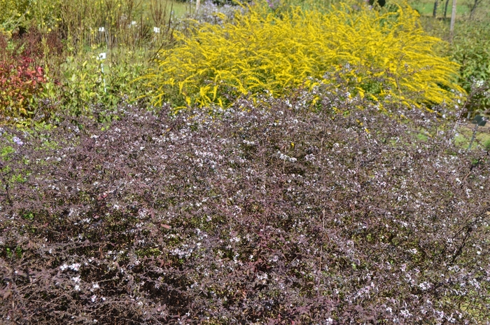 'Lady in Black' Calico Aster - Aster lateriflorus from E.C. Brown's Nursery