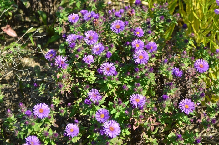 New England Aster - Aster novae-angliae 'Purple Dome' from E.C. Brown's Nursery