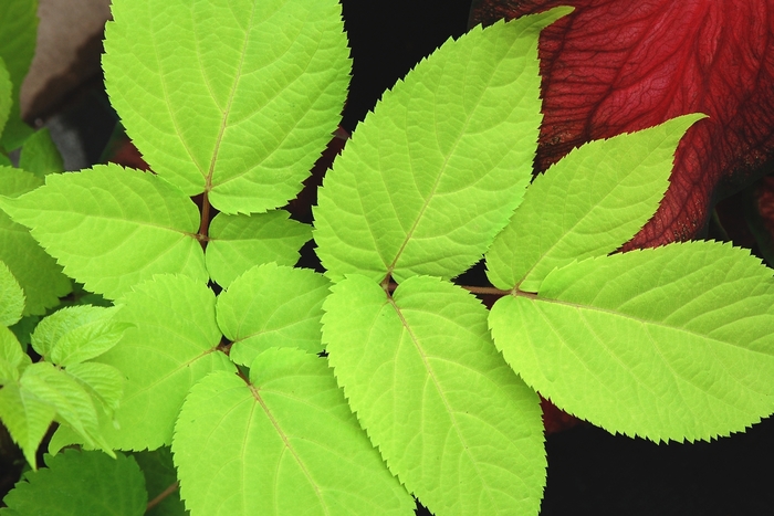 Golden aralia - Aralia cordata 'Sun King' from E.C. Brown's Nursery