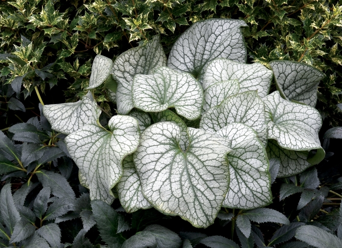 Brunnera - Brunnera macrophylla 'Alexander's Great' from E.C. Brown's Nursery Brunnera - Brunnera macrophylla 'Alexander's Great' from E.C. Brown's Nursery