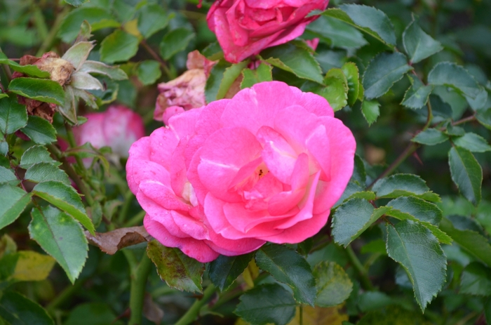 Easy Elegance® 'Sunrise Sunset' Rose - Rosa 'BAIset' PP16770 from E.C. Brown's Nursery Easy Elegance® 'Sunrise Sunset' Rose - Rosa 'BAIset' PP16770 from E.C. Brown's Nursery