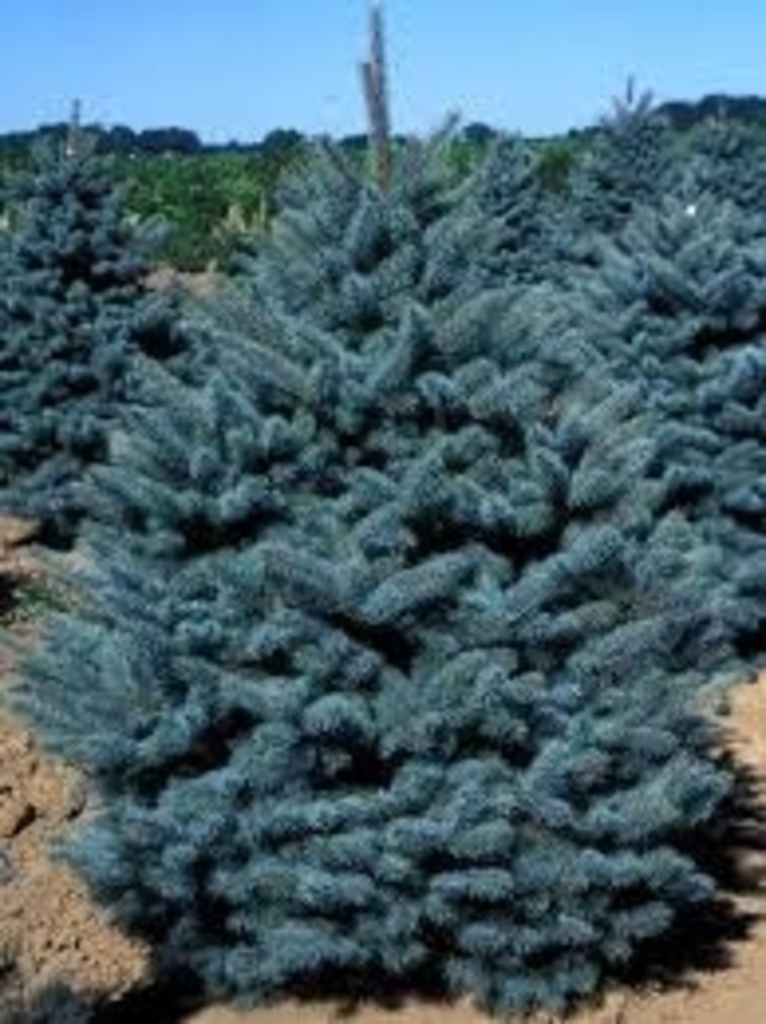 'Glauca Procumbens' Colorado Blue Spruce - Picea pungens glauca 'Procumbens' from E.C. Brown's Nursery 'Glauca Procumbens' Colorado Blue Spruce - Picea pungens glauca 'Procumbens' from E.C. Brown's Nursery