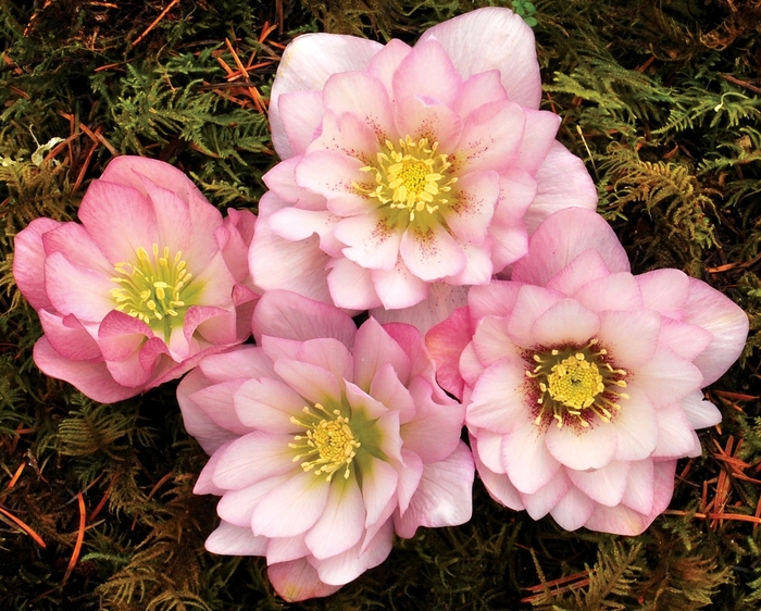 Double Hellebore - Helleborus 'Winter Jewels™ Cotton Candy' from E.C. Brown's Nursery