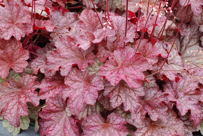 'Berry Smoothie' - Heuchera from E.C. Brown's Nursery 'Berry Smoothie' - Heuchera from E.C. Brown's Nursery