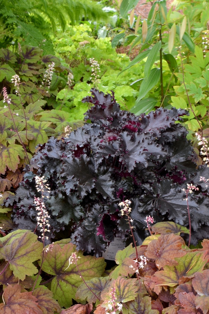 'Black Taffeta' - Heuchera from E.C. Brown's Nursery 'Black Taffeta' - Heuchera from E.C. Brown's Nursery