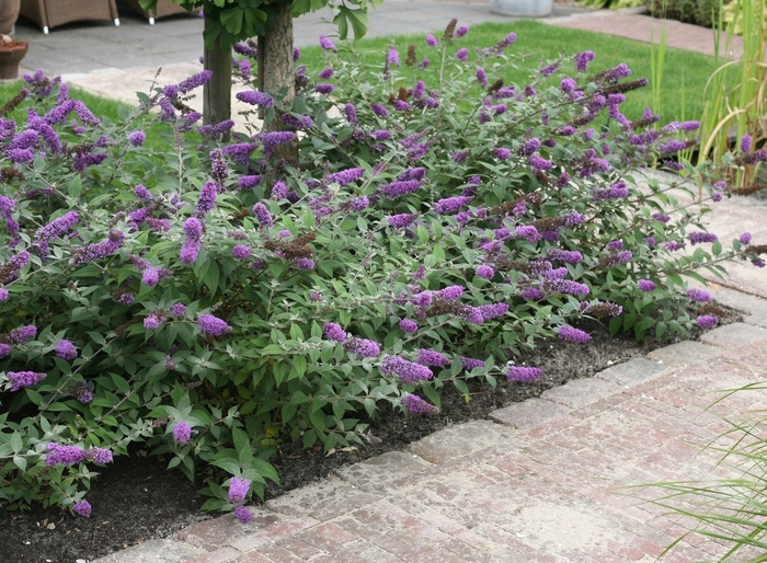Lo & Behold® Blue Chip - Buddleia 'Blue Chip' PP19991 (Butterfly Bush) from E.C. Brown's Nursery Lo & Behold® Blue Chip - Buddleia 'Blue Chip' PP19991 (Butterfly Bush) from E.C. Brown's Nursery