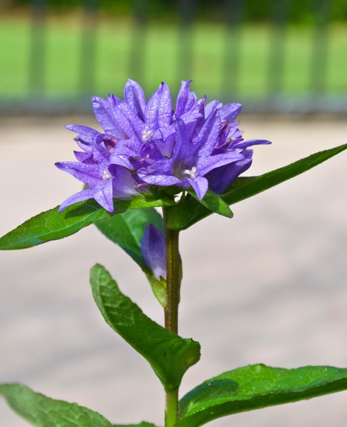 Bellflower Clustered - Campanula glomerata 'Freya' from E.C. Brown's Nursery