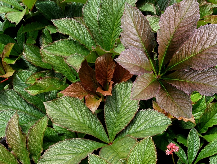 Rodgersia - Rodgersia 'Bronze Peacock' from E.C. Brown's Nursery