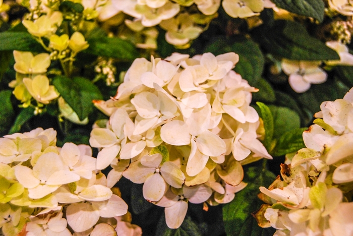 White Diamonds® - Panicle Hydrangea from E.C. Brown's Nursery