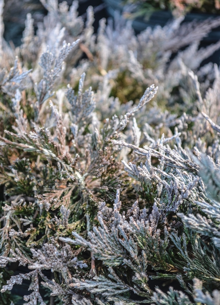 Bar Harbor Juniper - Juniperus horizontalis 'Bar Harbor' from E.C. Brown's Nursery