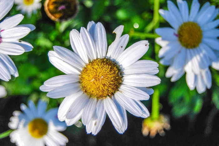 'Snow Lady' - Leucanthemum x superbum from E.C. Brown's Nursery 'Snow Lady' - Leucanthemum x superbum from E.C. Brown's Nursery
