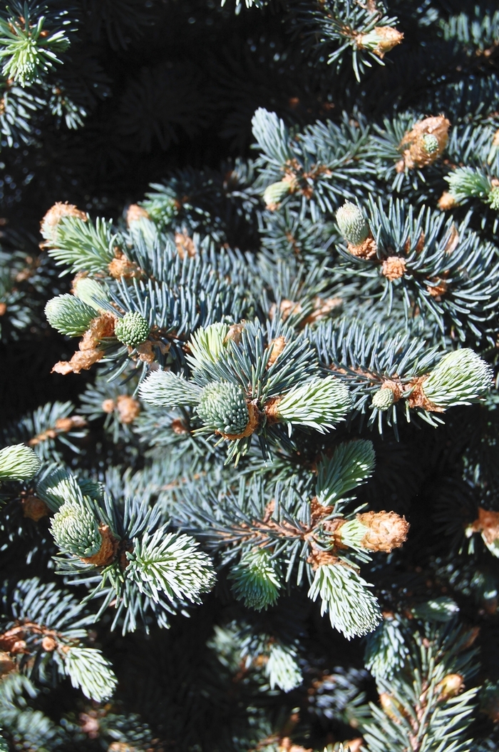 Colorado Spruce - Picea pungens 'Glauca' from E.C. Brown's Nursery Colorado Spruce - Picea pungens 'Glauca' from E.C. Brown's Nursery