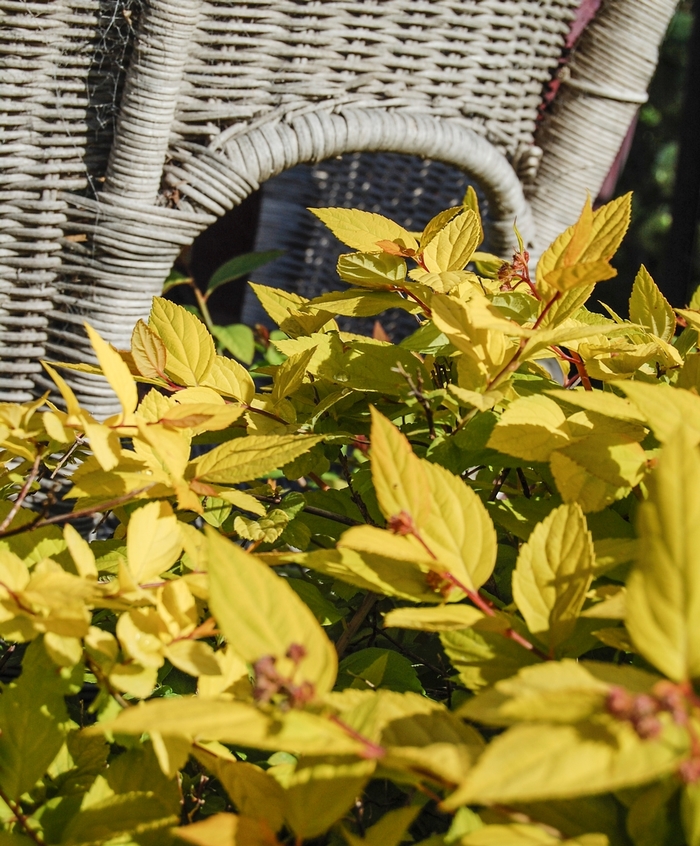 Spirea - Spiraea japonica 'Limemound' from E.C. Brown's Nursery