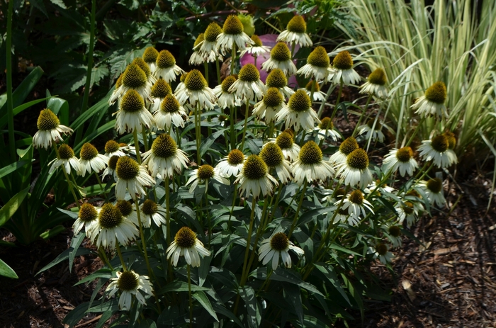 Coneflower - Echinacea 'Cleopatra' from E.C. Brown's Nursery Coneflower - Echinacea 'Cleopatra' from E.C. Brown's Nursery