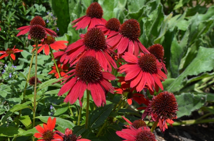 Sombrero Salsa Red Coneflower - Echinacea 'Sombrero Salsa Red' from E.C. Brown's Nursery