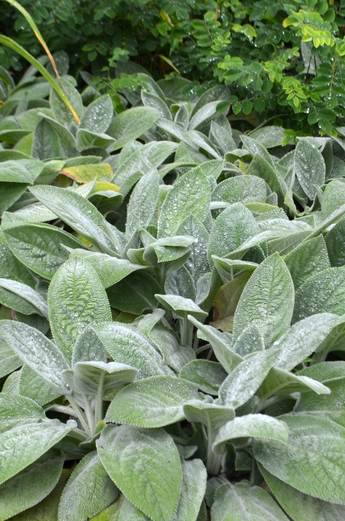 Lambs' Ears - Stachys byzantina 'Helene von Stein' from E.C. Brown's Nursery