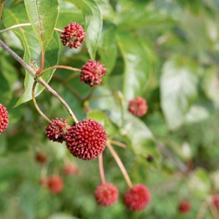 Sugar Shack® - Cephalanthus occidentalis from E.C. Brown's Nursery Sugar Shack® - Cephalanthus occidentalis from E.C. Brown's Nursery
