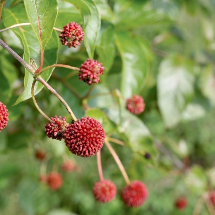 Sugar Shack® - Cephalanthus occidentalis from E.C. Brown's Nursery