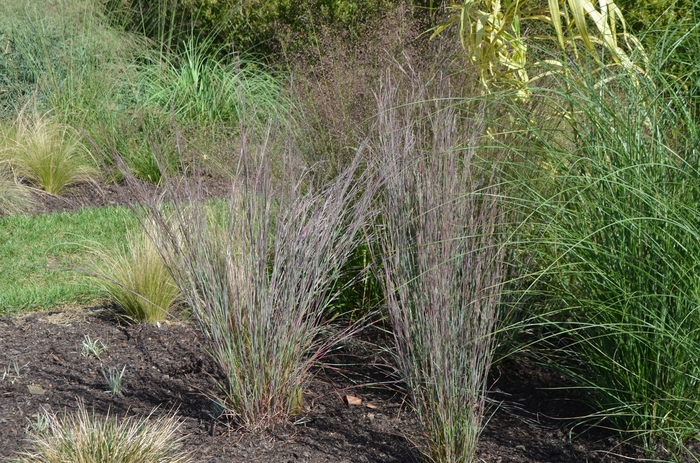 Blue Heaven™ - Schizachyrium scoparium from E.C. Brown's Nursery