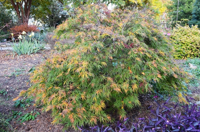 'Waterfall' Laceleaf Japanese Maple - Acer palmatum var. dissectum from E.C. Brown's Nursery