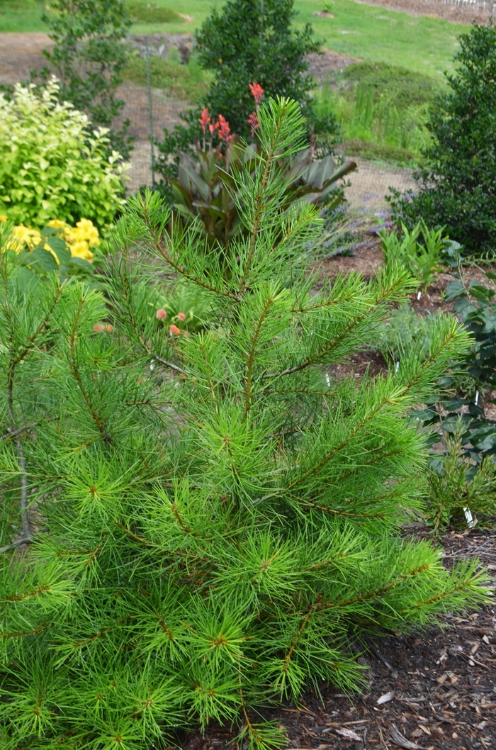 'Compacta' Compact Lacebark Pine - Pinus bungeana from E.C. Brown's Nursery 'Compacta' Compact Lacebark Pine - Pinus bungeana from E.C. Brown's Nursery