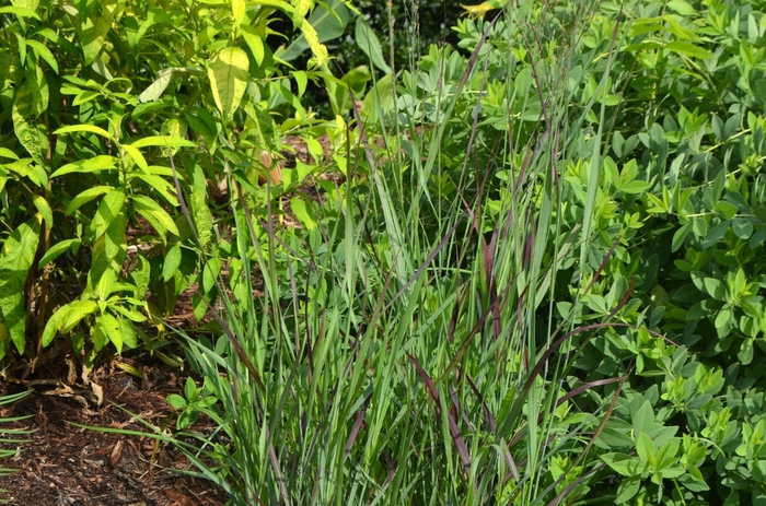 Switchgrass - Panicum virgatum 'Ruby Ribbons' from E.C. Brown's Nursery Switchgrass - Panicum virgatum 'Ruby Ribbons' from E.C. Brown's Nursery