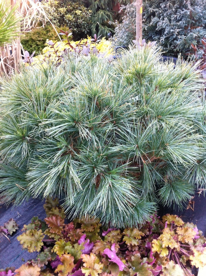 Dwarf Eastern White Pine - Pinus strobus 'Horsford' from E.C. Brown's Nursery Dwarf Eastern White Pine - Pinus strobus 'Horsford' from E.C. Brown's Nursery