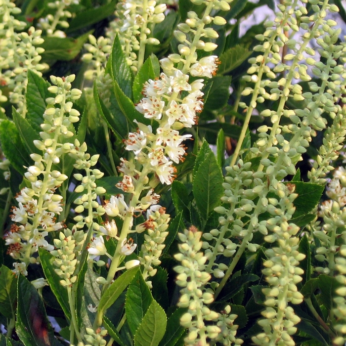 Summer Sweet - Clethra alnifolia 'Sixteen Candles' from E.C. Brown's Nursery