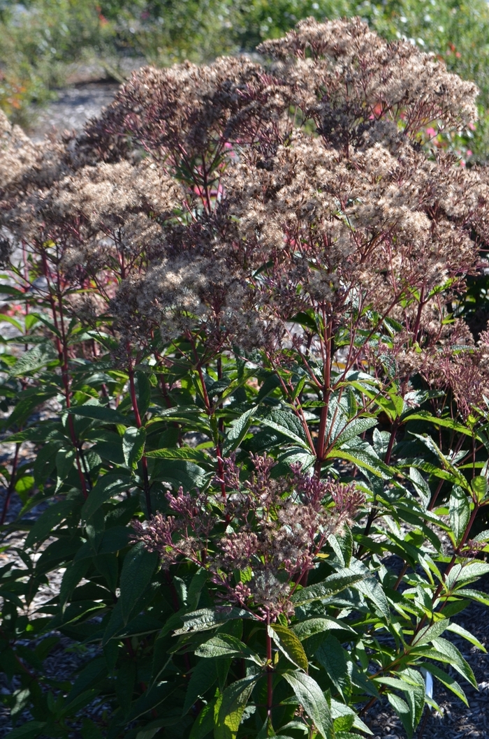 Joe Pye Weed - Eupatorium dubium 'Baby Joe' from E.C. Brown's Nursery Joe Pye Weed - Eupatorium dubium 'Baby Joe' from E.C. Brown's Nursery