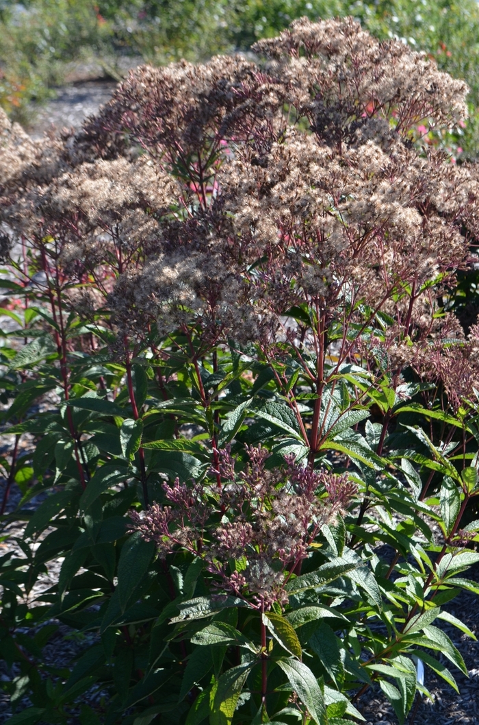 Joe Pye Weed - Eupatorium dubium 'Baby Joe' from E.C. Brown's Nursery