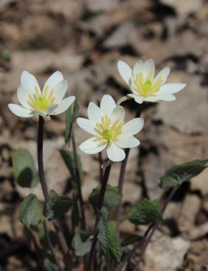 TWINLEAF - Jeffersonia diphylla from E.C. Brown's Nursery