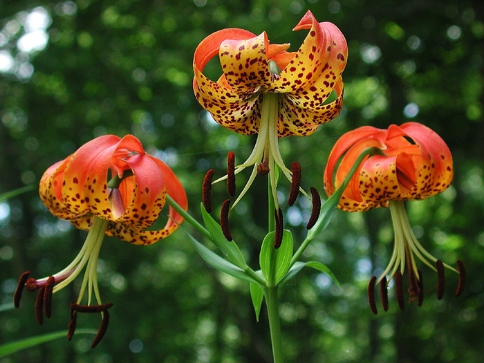 TURK'S CAP LILY - Lilium superbum from E.C. Brown's Nursery