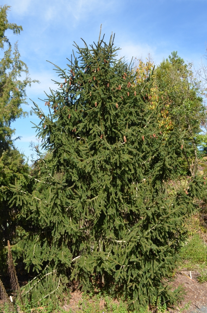 'Aureospicata' - Picea orientalis from E.C. Brown's Nursery 'Aureospicata' - Picea orientalis from E.C. Brown's Nursery