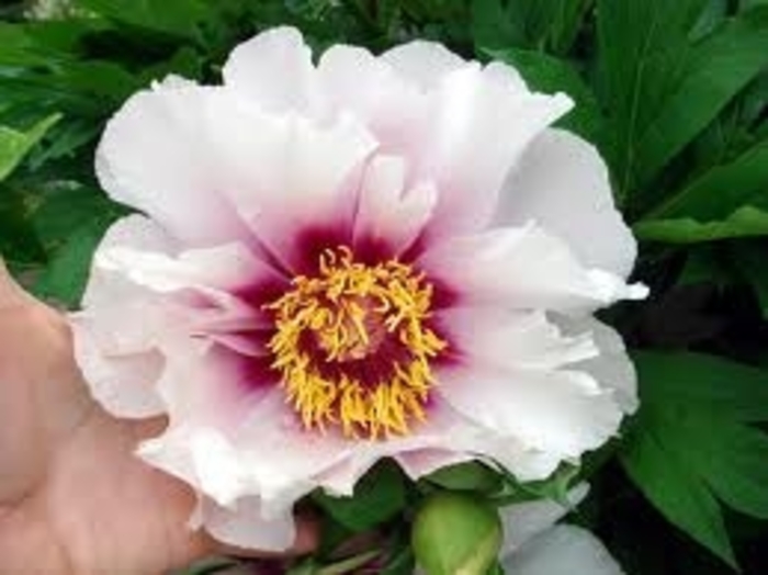 Cora Louise Peony - Paeonia 'Cora Louise' from E.C. Brown's Nursery