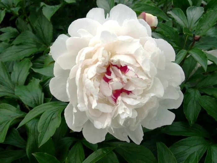 Peony Festiva Maxima' - Paeonia 'Festiva Maxima' from E.C. Brown's Nursery Peony Festiva Maxima' - Paeonia 'Festiva Maxima' from E.C. Brown's Nursery
