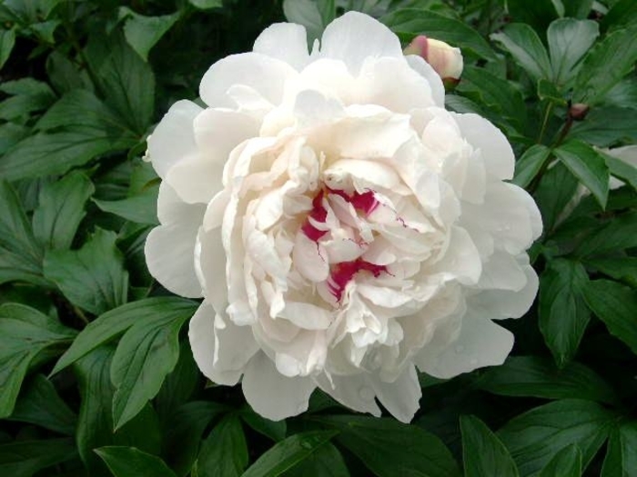 Peony Festiva Maxima' - Paeonia 'Festiva Maxima' from E.C. Brown's Nursery