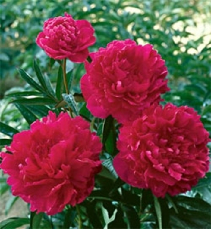 Peony - Paeonia 'Felix Crousse' from E.C. Brown's Nursery Peony - Paeonia 'Felix Crousse' from E.C. Brown's Nursery