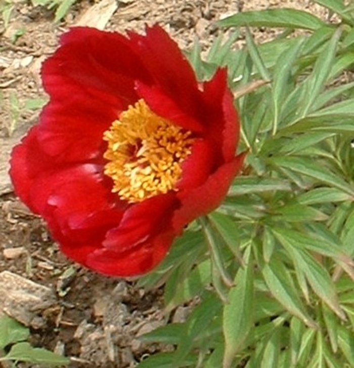 Early Scout Peony - Paeonia lactiflora 'Early Scout' from E.C. Brown's Nursery Early Scout Peony - Paeonia lactiflora 'Early Scout' from E.C. Brown's Nursery