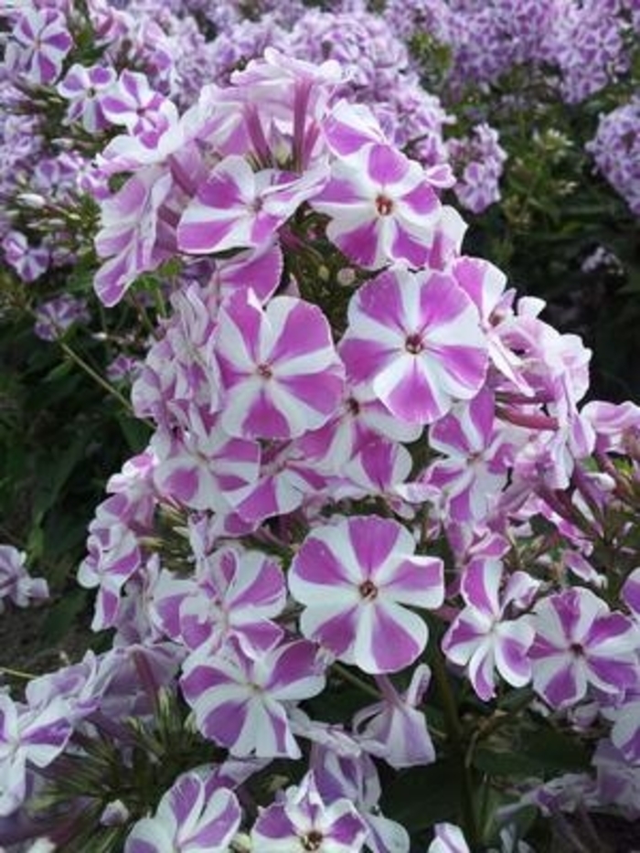 Candy Twist Garden Phlox - Phlox paniculata 'Candy Twist' from E.C. Brown's Nursery